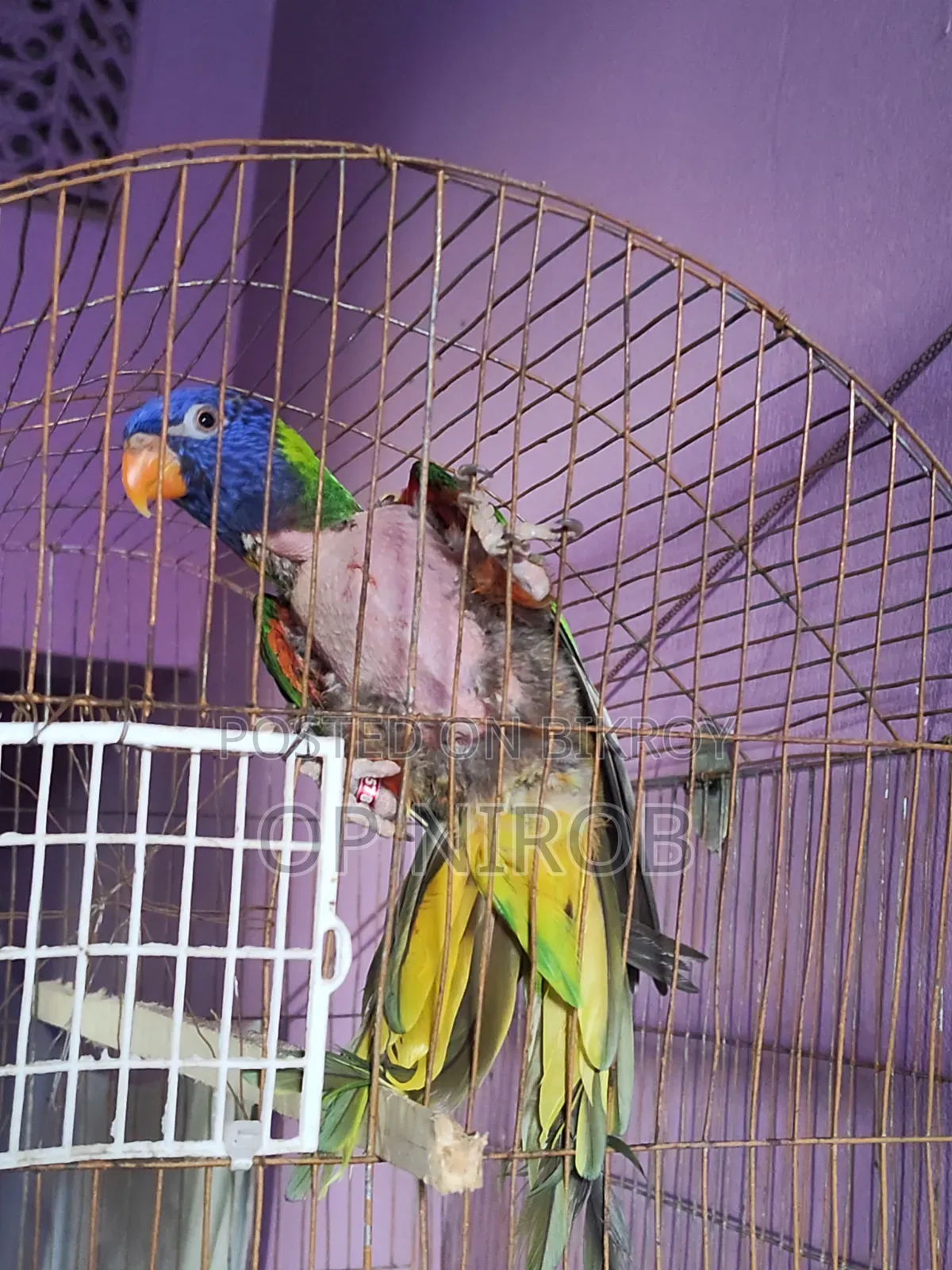 Rainbow Lorikeet