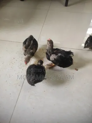 সেরেমা মুরগী বাচ্চা