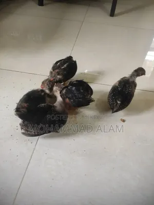 সেরেমা মুরগী বাচ্চা