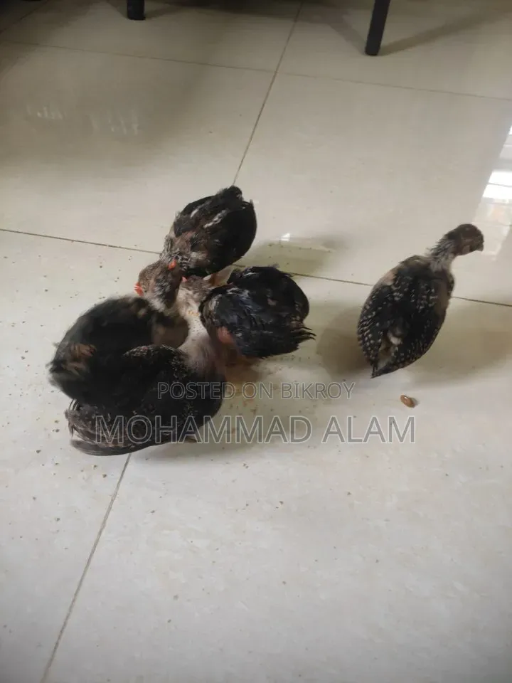 সেরেমা মুরগী বাচ্চা