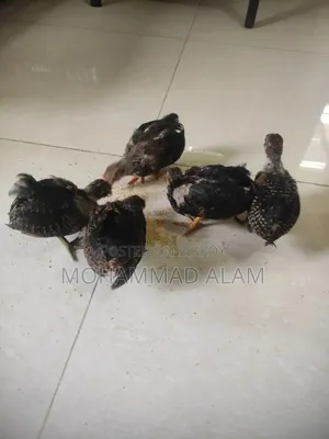 সেরেমা মুরগী বাচ্চা
