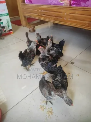 সেরেমা মুরগী বাচ্চা