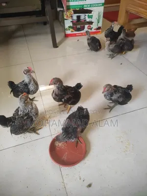 সেরেমা মুরগী বাচ্চা