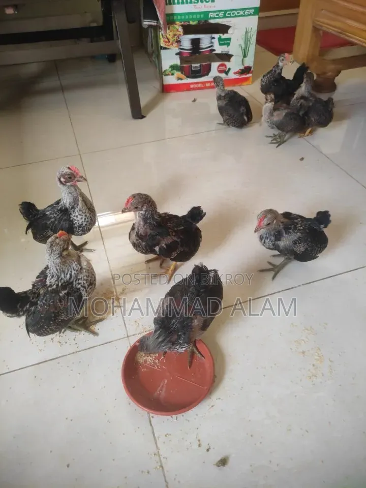 সেরেমা মুরগী বাচ্চা