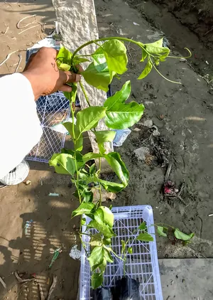Various fruit saplings