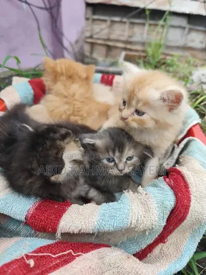1-3 Months Female Purebred Persian