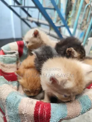 1-3 Months Female Purebred Persian