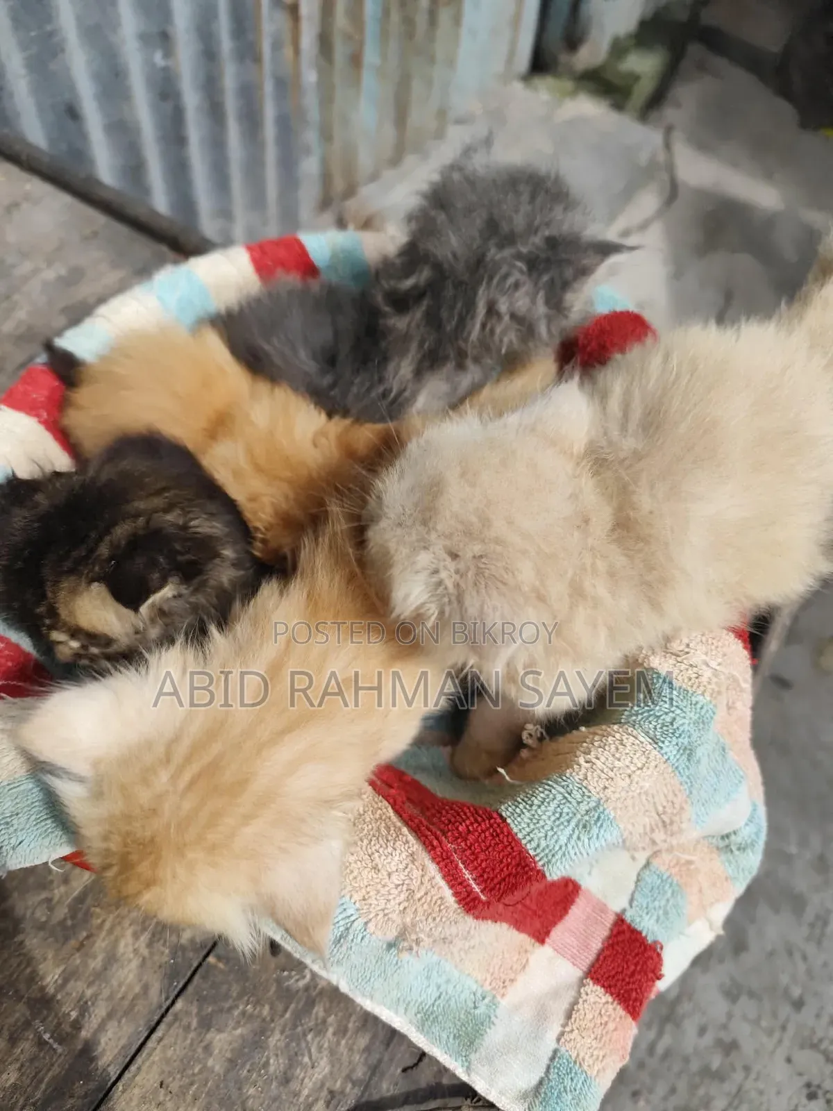 1-3 Months Female Purebred Persian