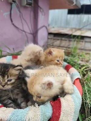 1-3 Months Female Purebred Persian