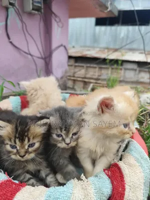1-3 Months Female Purebred Persian