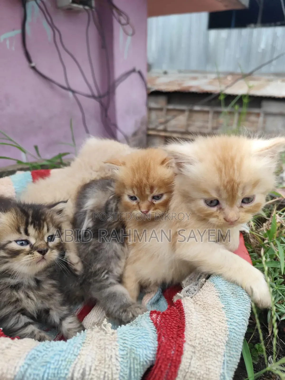 1-3 Months Female Purebred Persian