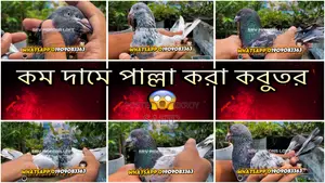 পাল্লা করা কবুতর