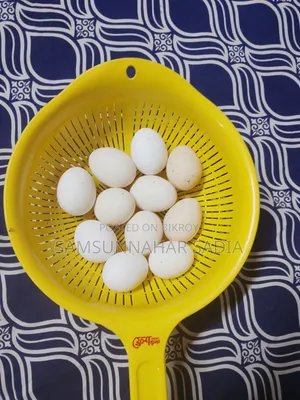 মিশরীয় ফাওমী মুরগির বীজ ডিম