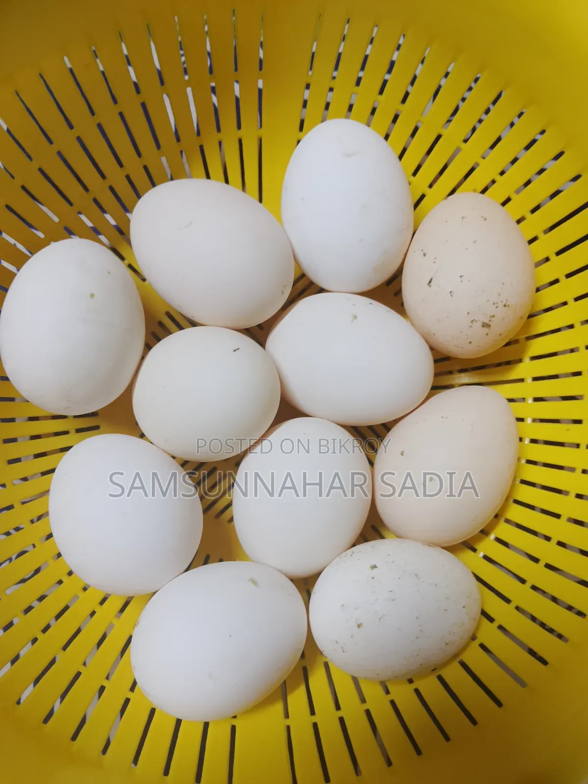 মিশরীয় ফাওমী মুরগির বীজ ডিম