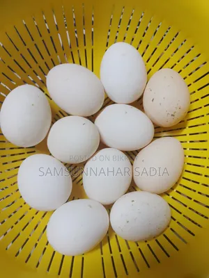 মিশরীয় ফাওমী মুরগির বীজ ডিম