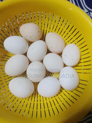 মিশরীয় ফাওমী মুরগির বীজ ডিম