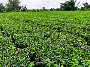 টি স্টেট
