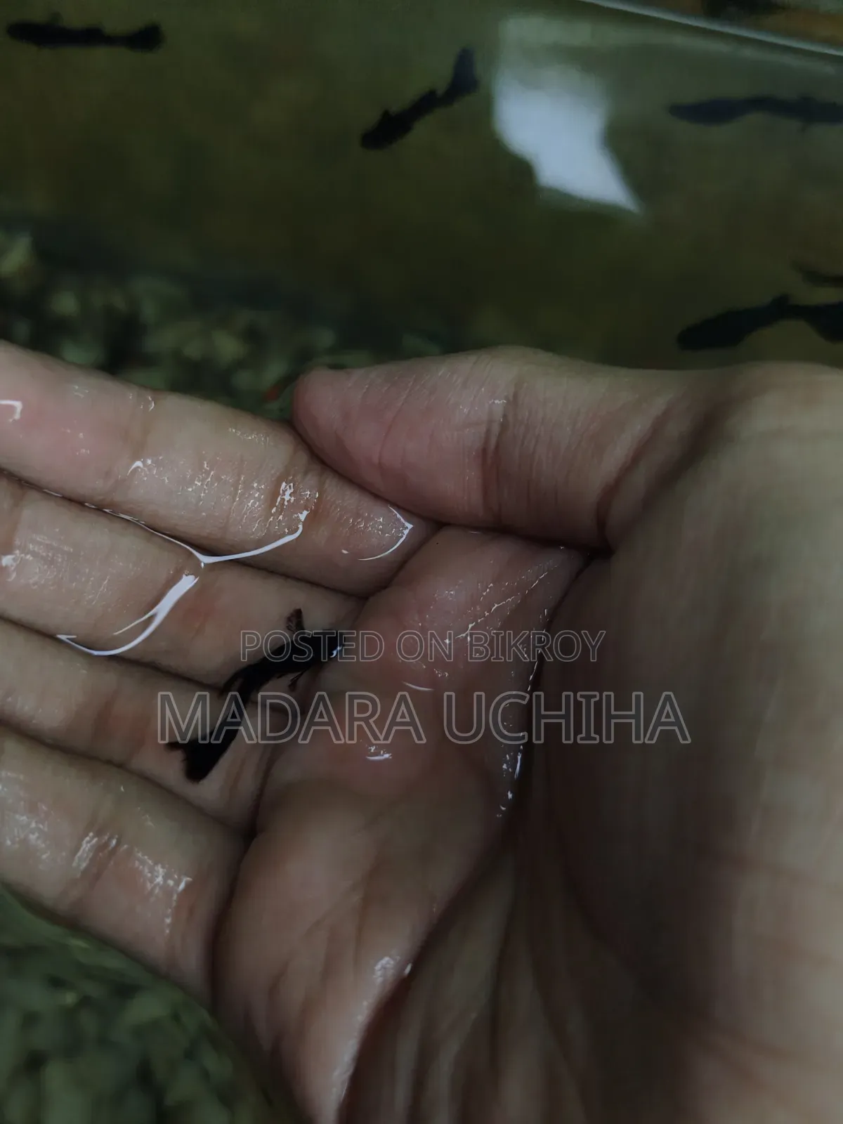 Black Moscow Guppy (Short Body)