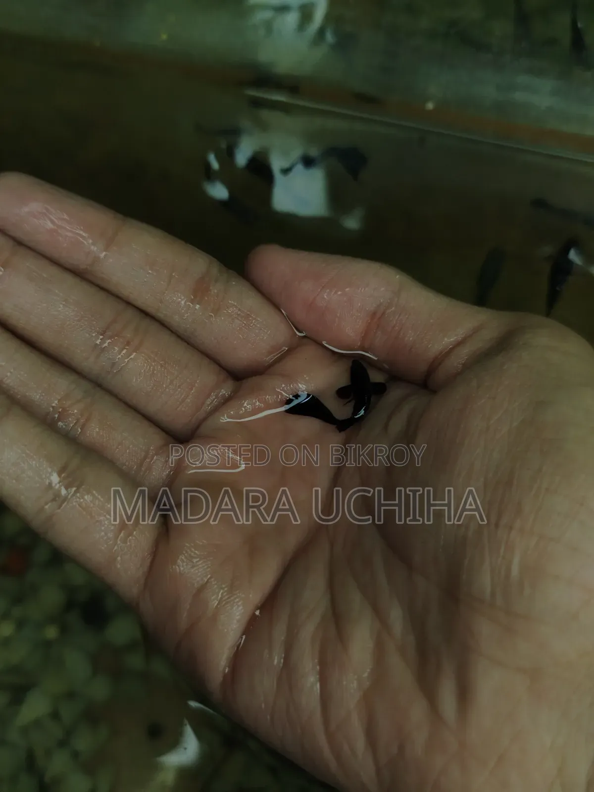 Black Moscow Guppy (Short Body)
