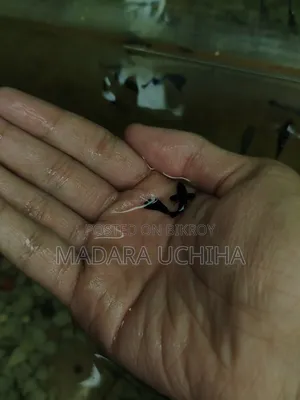 Black Moscow Guppy (Short Body)