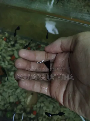 Black Moscow Guppy (Short Body)