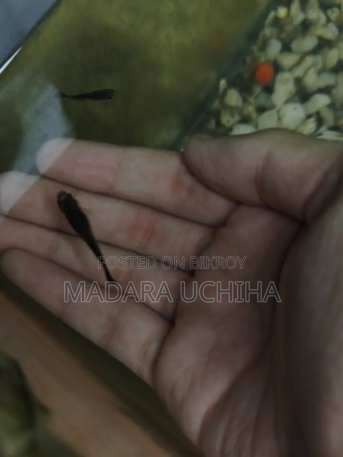 Black Moscow Guppy (Short Body)
