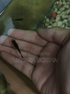 Black Moscow Guppy (Short Body)
