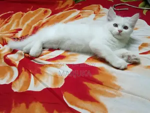 ১-৩ মাসের ফিমেল মিক্সড ব্রিড পারসিয়ান