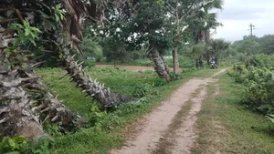 ৮৫ হাজার টাকা শতাংশ ৩৫ শতাংশ জমি বিক্রি হবে |