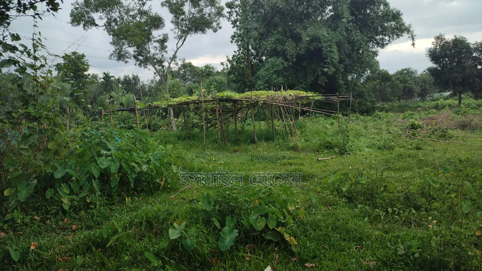 ৮৫ হাজার টাকা শতাংশ ৩৫ শতাংশ জমি বিক্রি হবে |