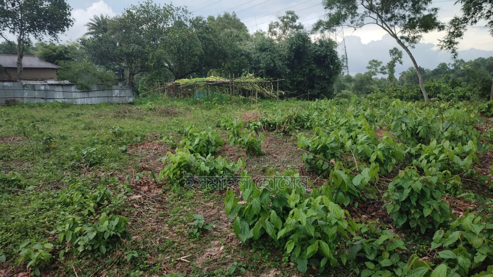 ৮৫ হাজার টাকা শতাংশ ৩৫ শতাংশ জমি বিক্রি হবে |