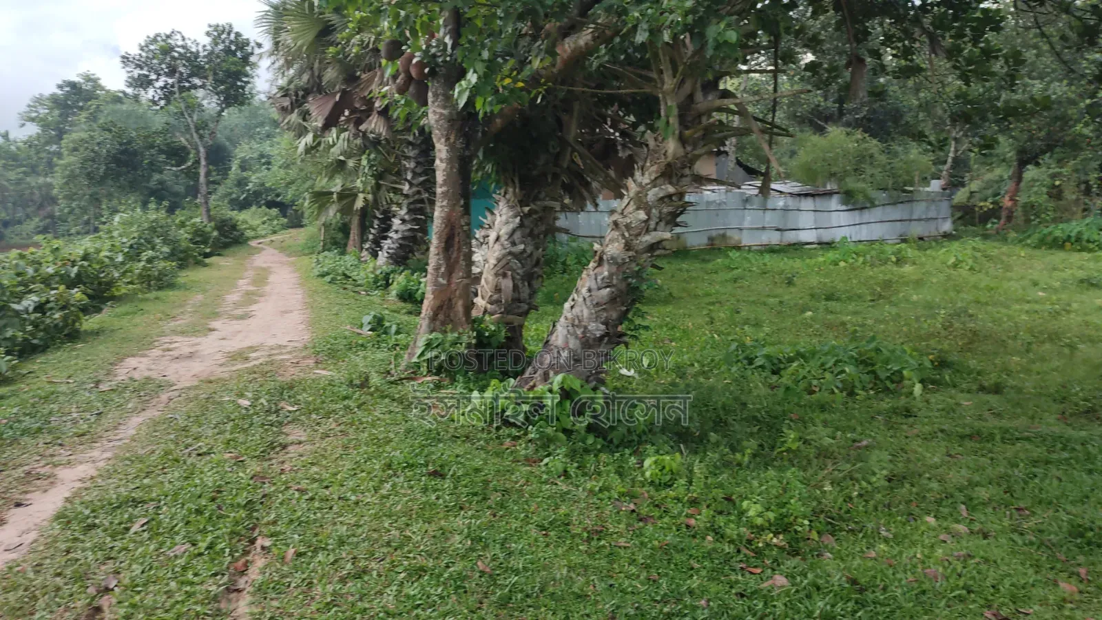 ৮৫ হাজার টাকা শতাংশ ৩৫ শতাংশ জমি বিক্রি হবে |