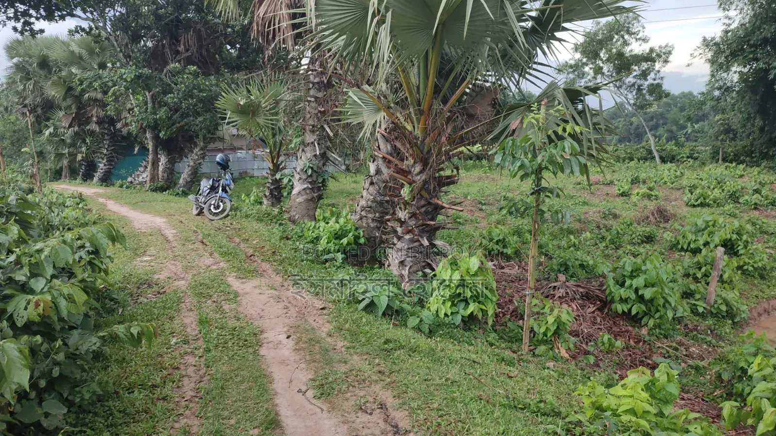 ৮৫ হাজার টাকা শতাংশ ৩৫ শতাংশ জমি বিক্রি হবে |