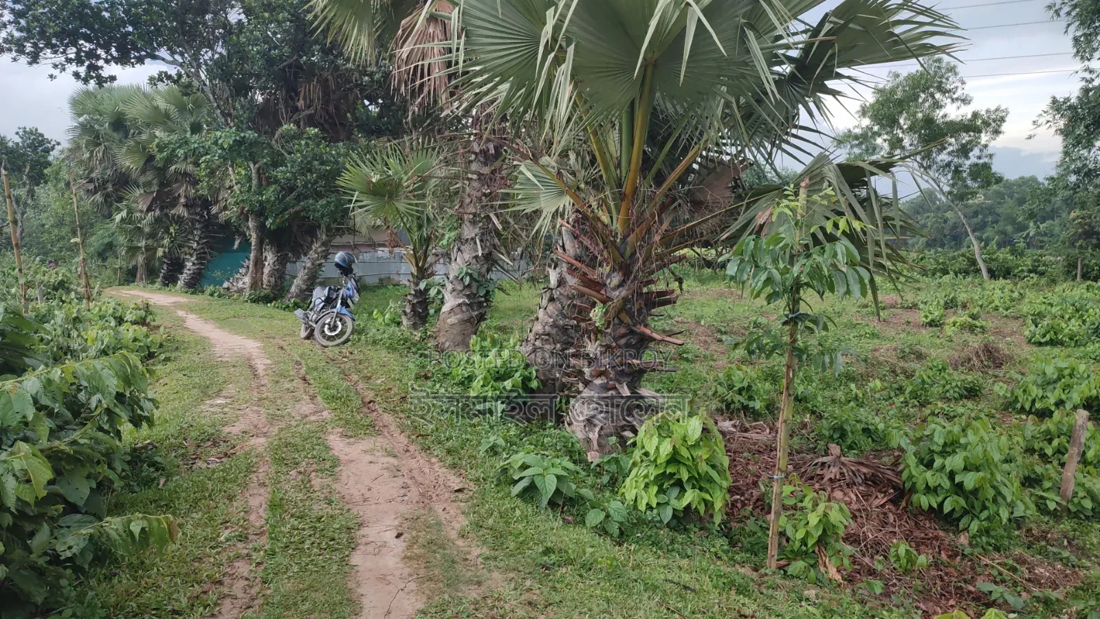 ৮৫ হাজার টাকা শতাংশ ৩৫ শতাংশ জমি বিক্রি হবে |