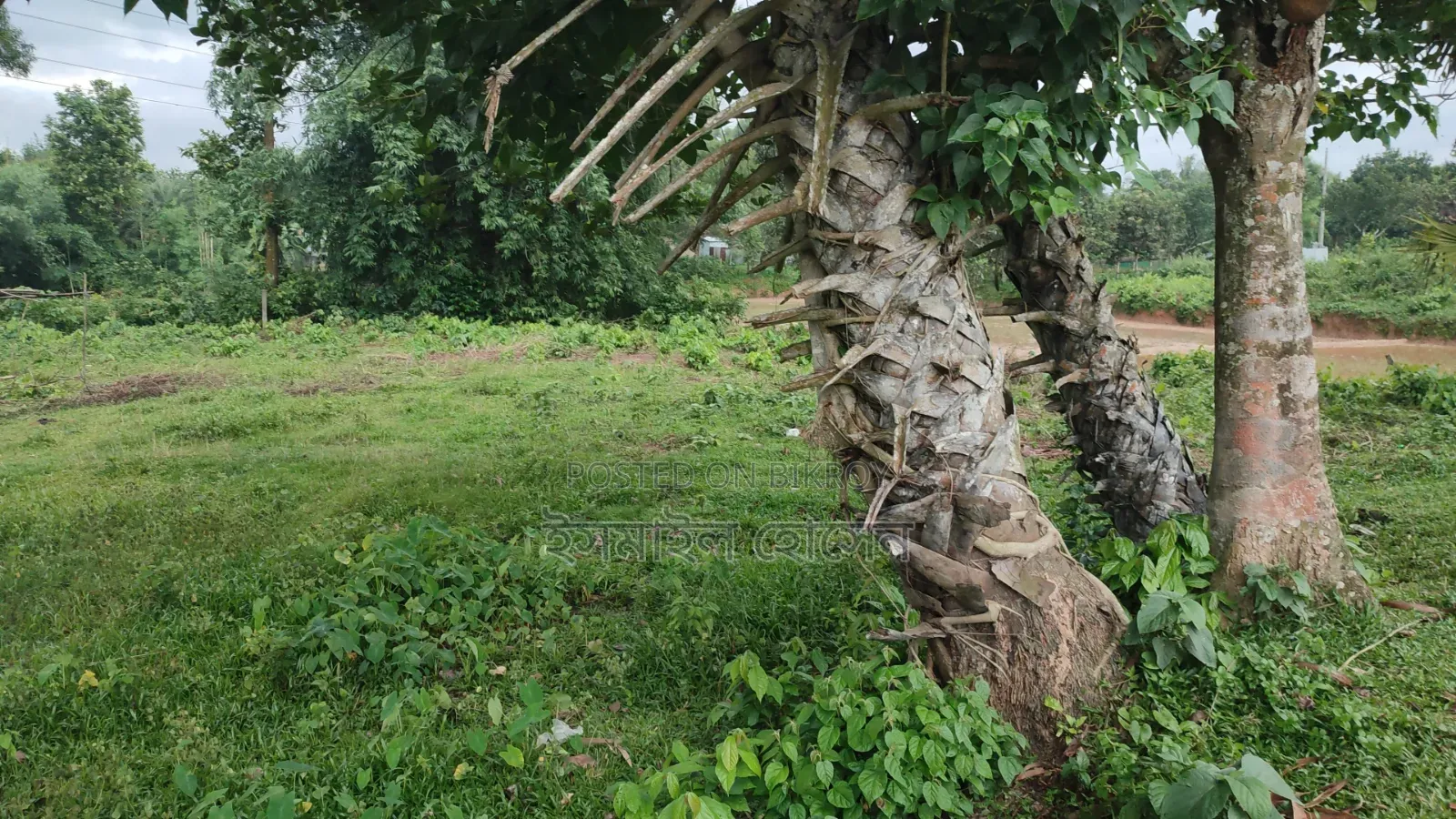 ৮৫ হাজার টাকা শতাংশ ৩৫ শতাংশ জমি বিক্রি হবে |