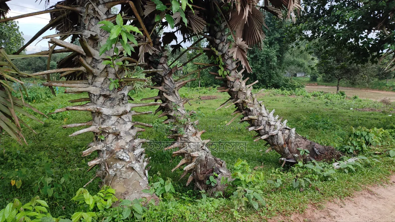 ৮৫ হাজার টাকা শতাংশ ৩৫ শতাংশ জমি বিক্রি হবে |