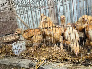 Brahma chicken chicks for sale.