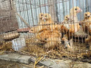 ব্রাহামা মুরগির বাচ্চা বিক্রি হবে।