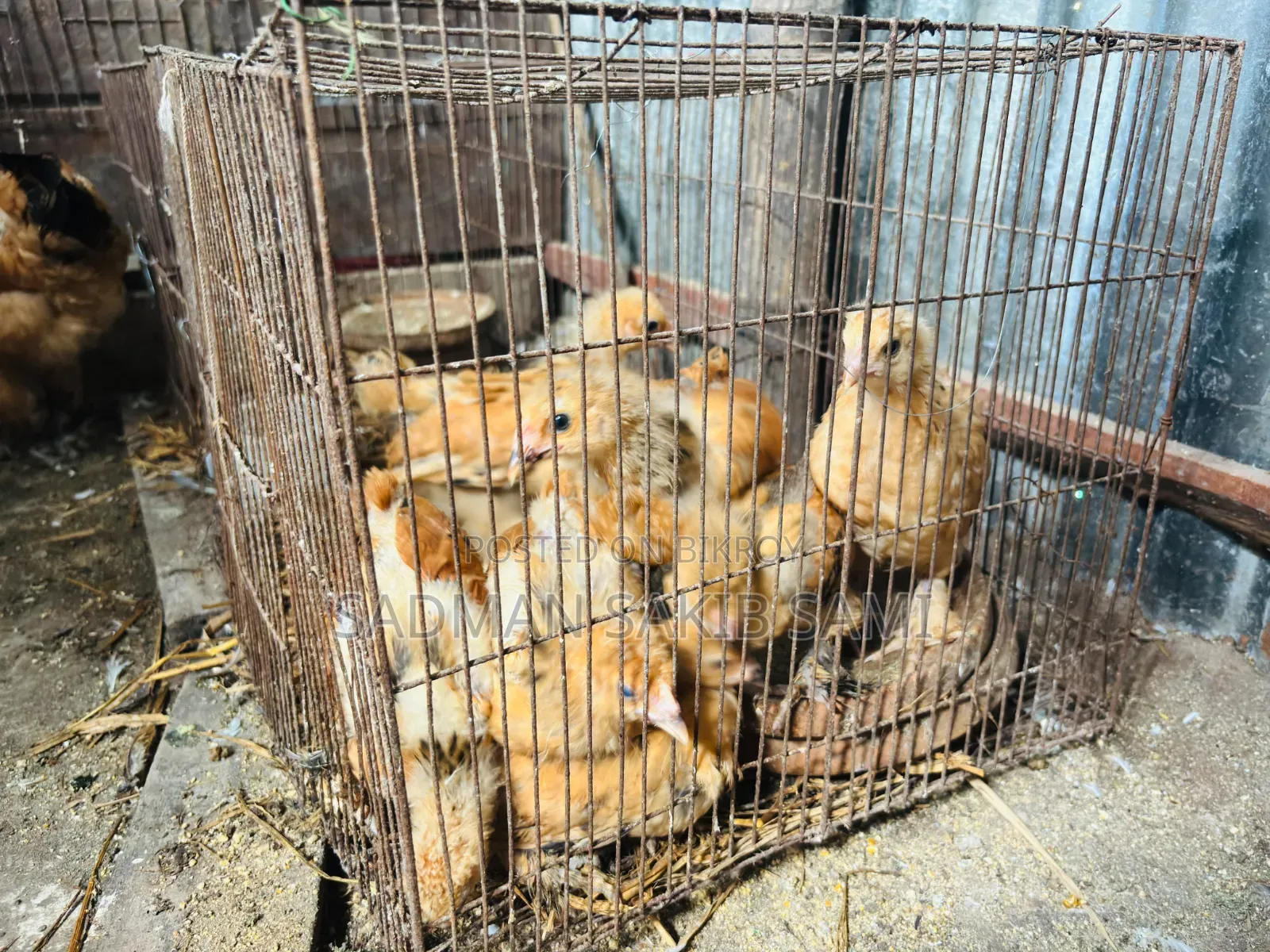 ব্রাহামা মুরগির বাচ্চা বিক্রি হবে।