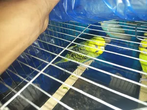 2 Rainbow Budgies 1 Classic Budgie