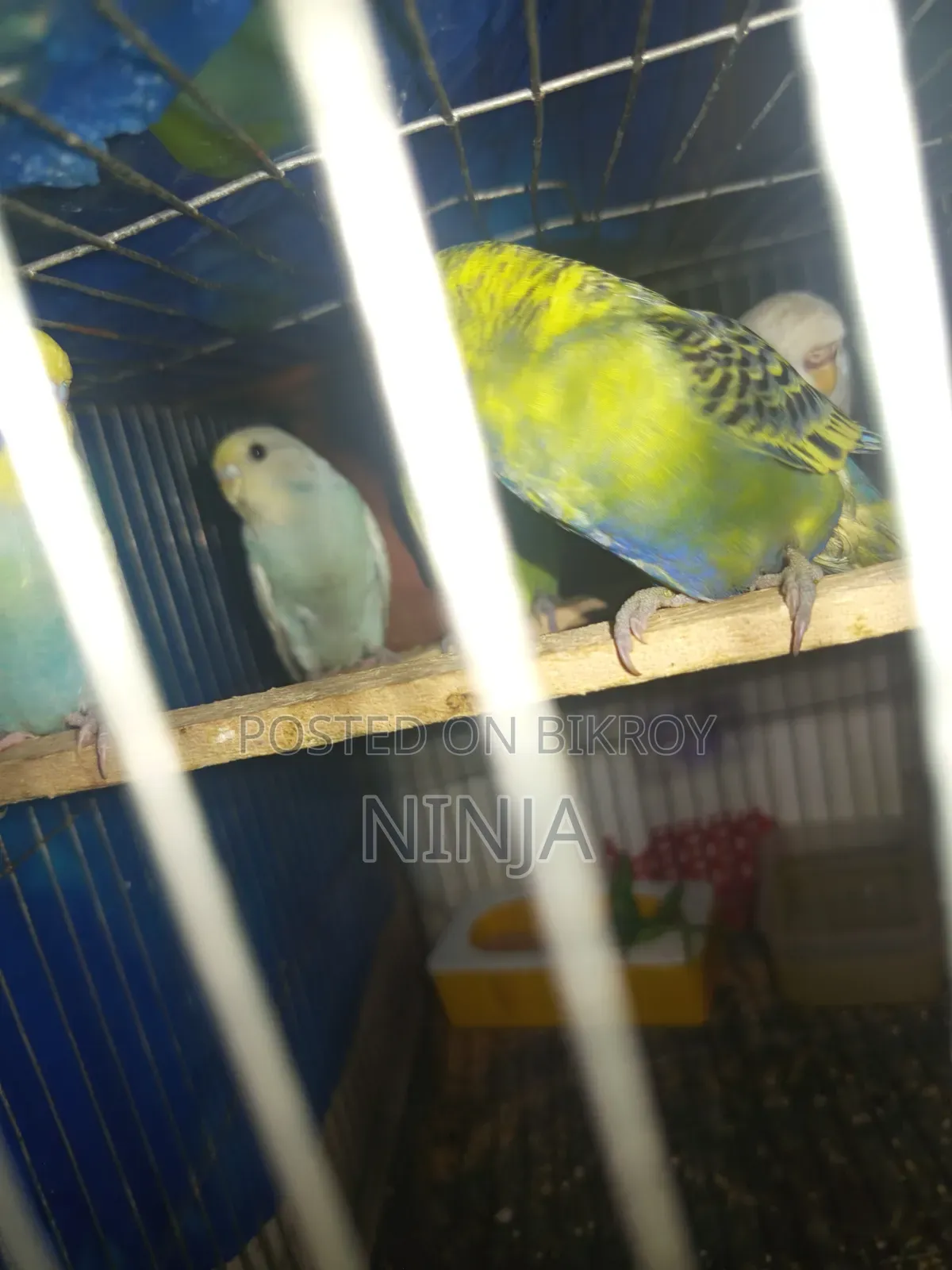 2 Rainbow Budgies 1 Classic Budgie