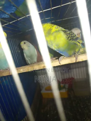2 Rainbow Budgies 1 Classic Budgie
