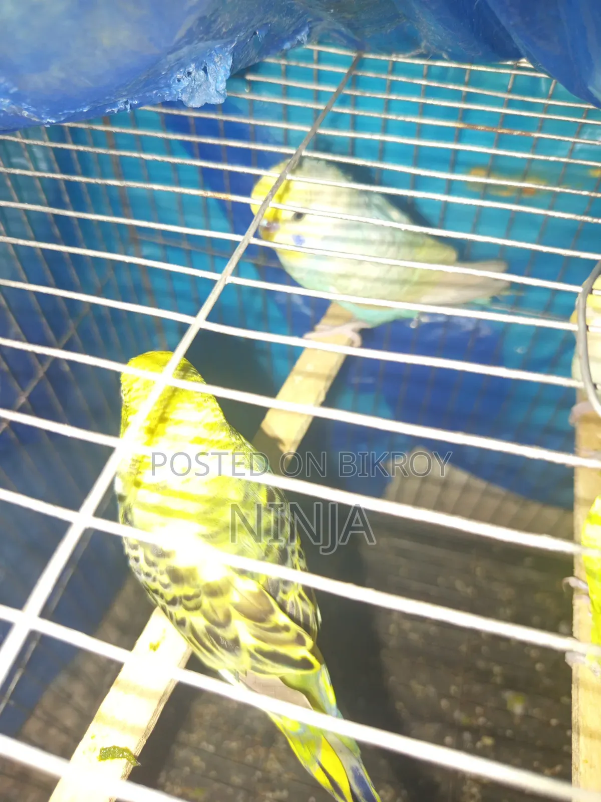 2 Rainbow Budgies 1 Classic Budgie