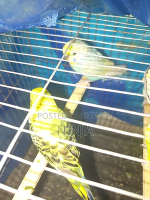 2 Rainbow Budgies 1 Classic Budgie