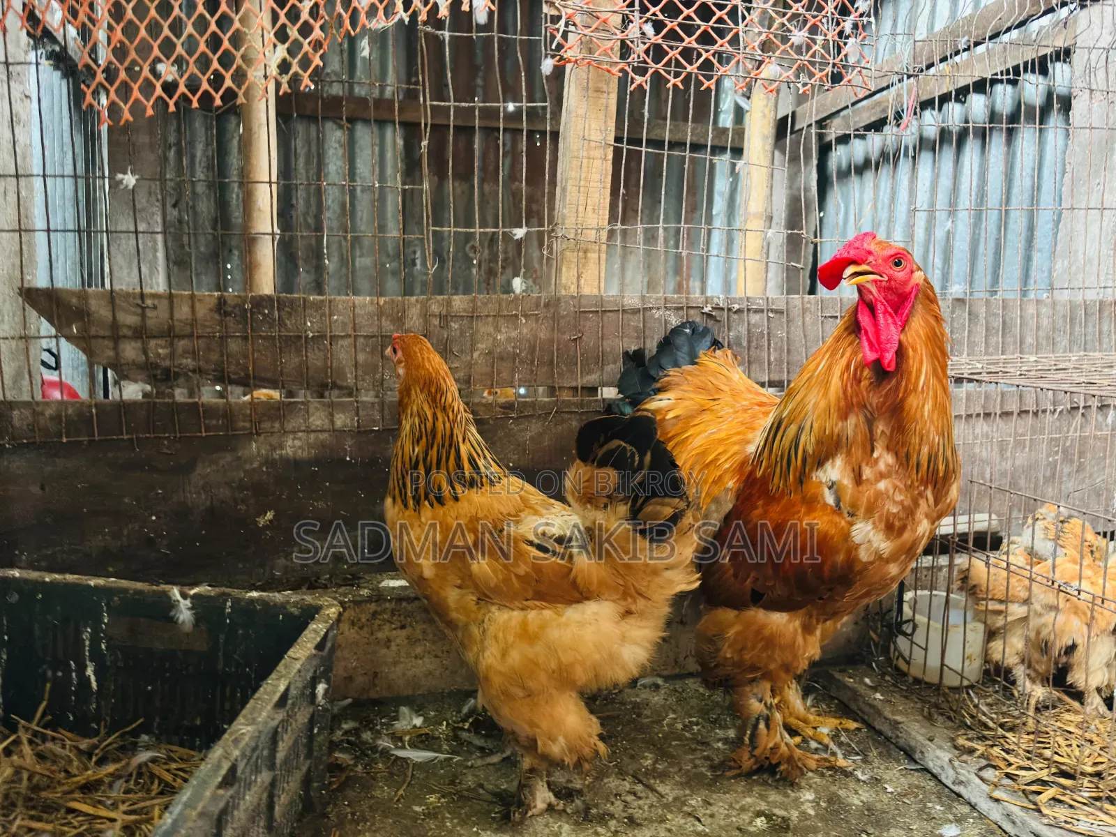 বাফ ব্রাহামা মুরগি বিক্রি হবে,কানিং ডিম পাড়া ।