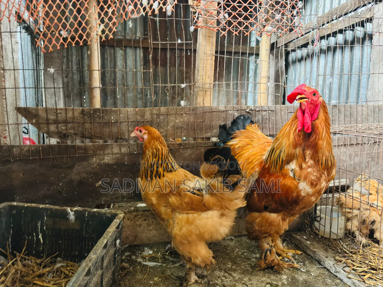 বাফ ব্রাহামা মুরগি বিক্রি হবে,কানিং ডিম পাড়া ।
