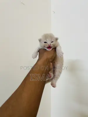 0-1 Month Female Purebred Persian