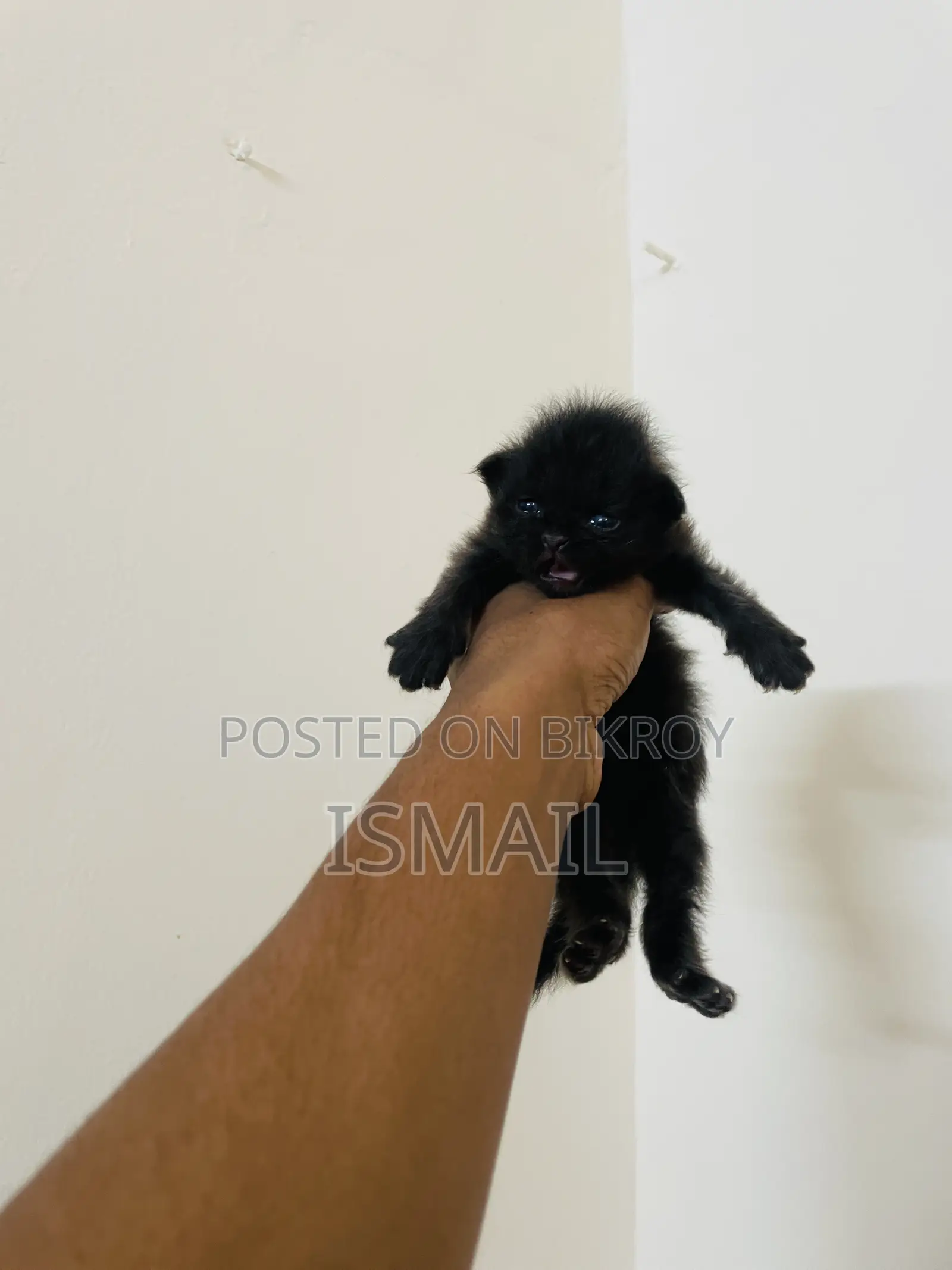 0-1 Month Female Purebred Persian