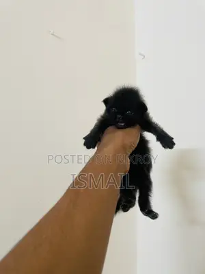 0-1 Month Female Purebred Persian