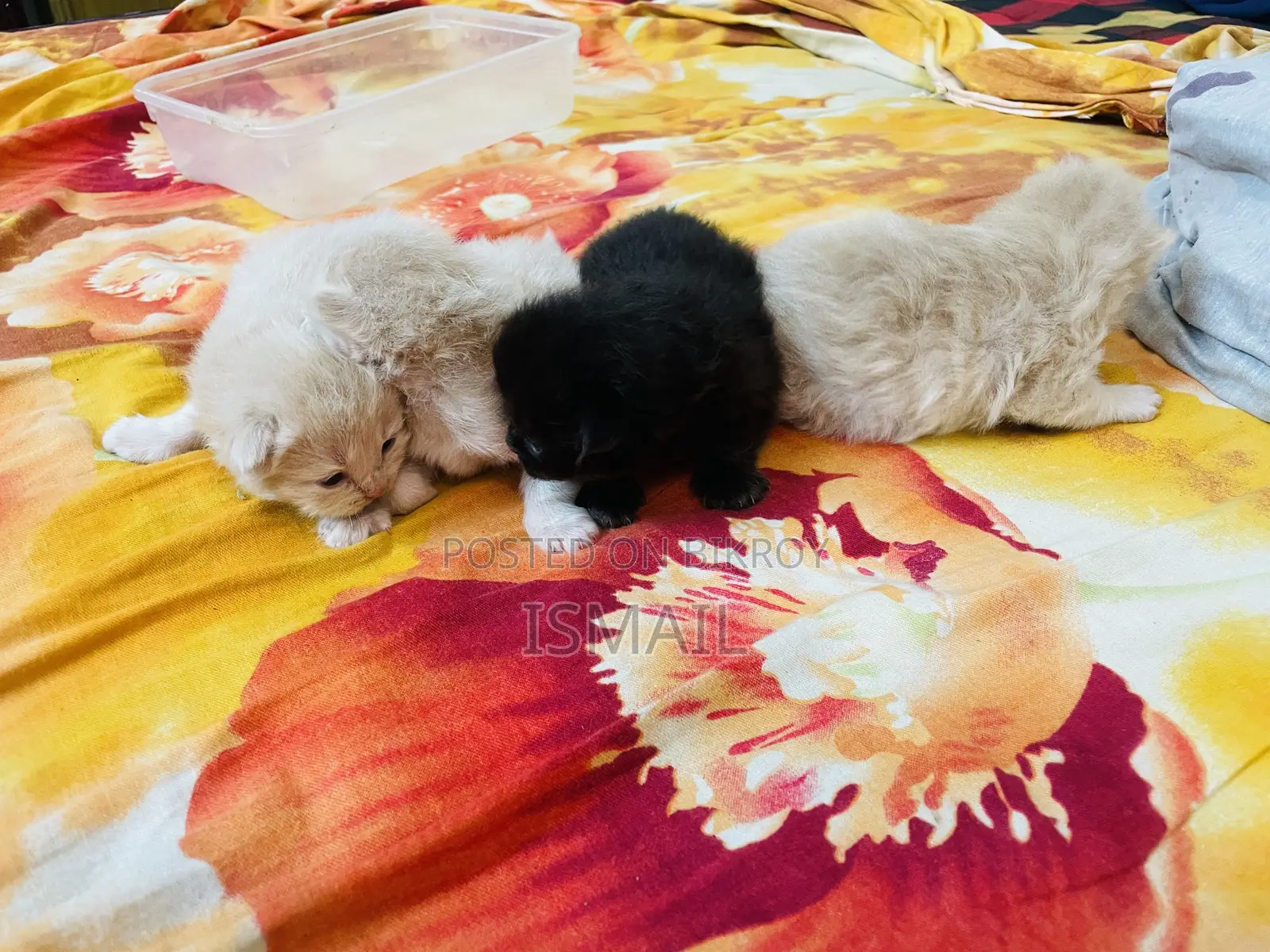 0-1 Month Female Purebred Persian